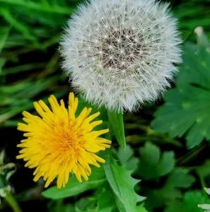 Meet your Posher, Sally